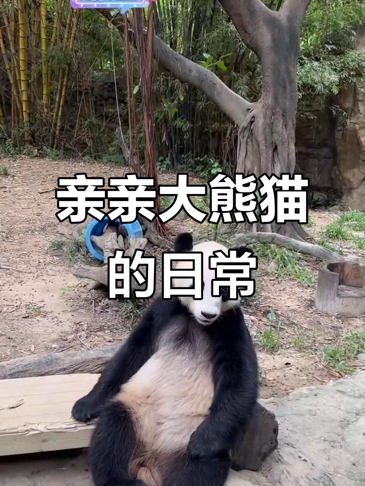大熊猫亲亲的奇妙日常,竹笋也能当“作业”