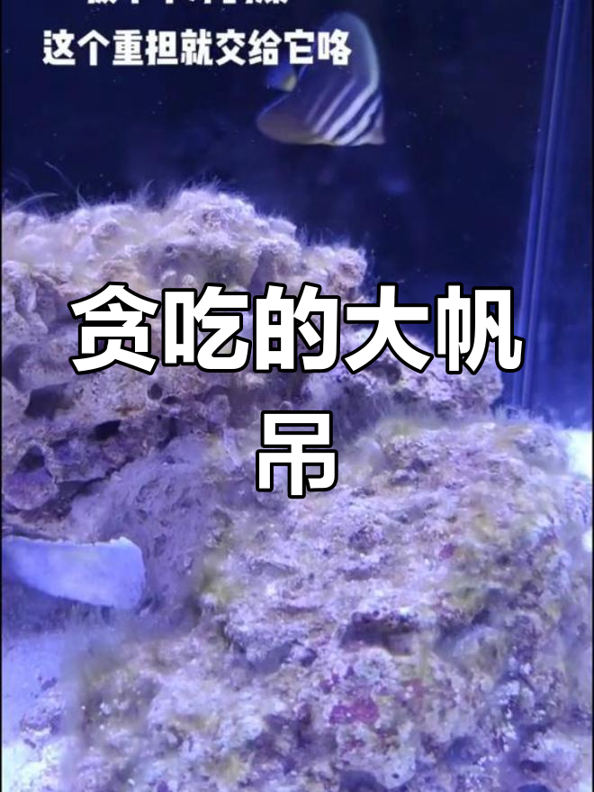 大帆吊吃个不停,连其他鱼都不敢靠近!