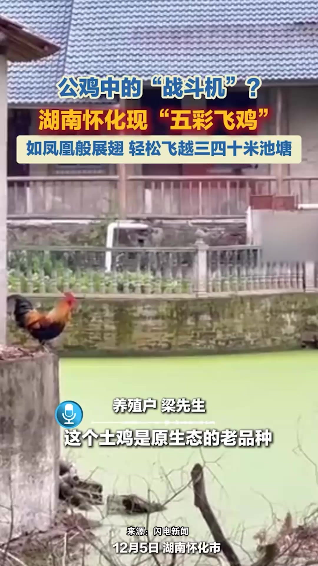 湖南怀化现“五彩飞鸡”,如凤凰般展翅,轻松飞越三四十米池塘