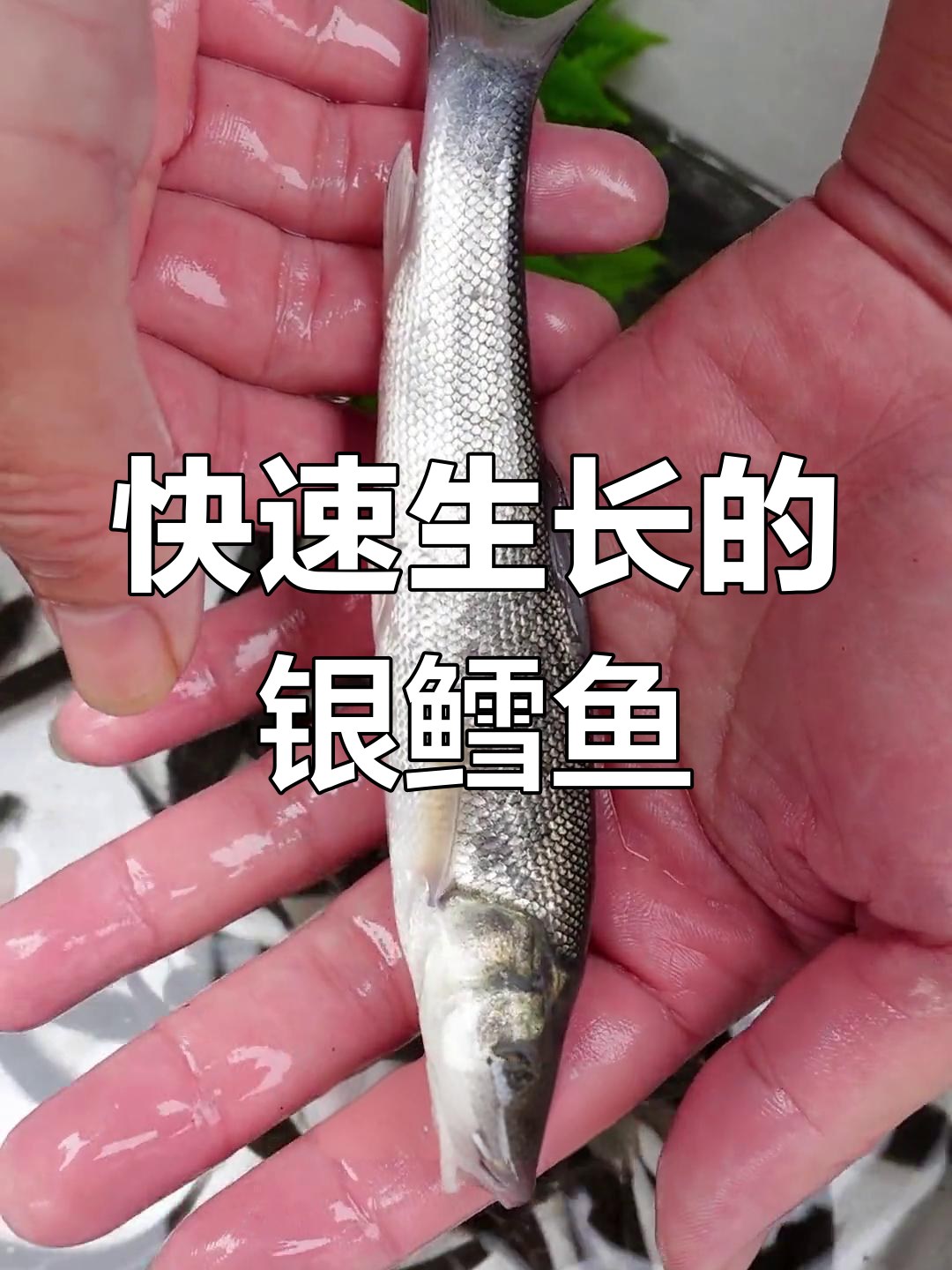 淡水银鳕鱼,食物来源广泛,生长迅速,适合各地养殖