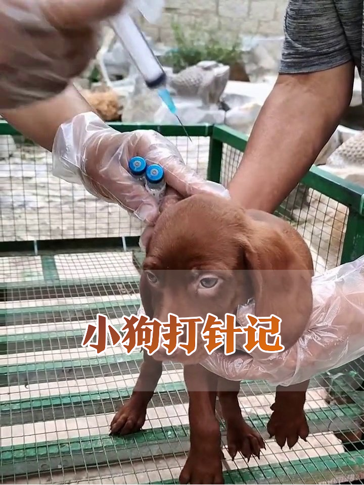 小狗打针现场：从淡定到想开，最后沉迷地板