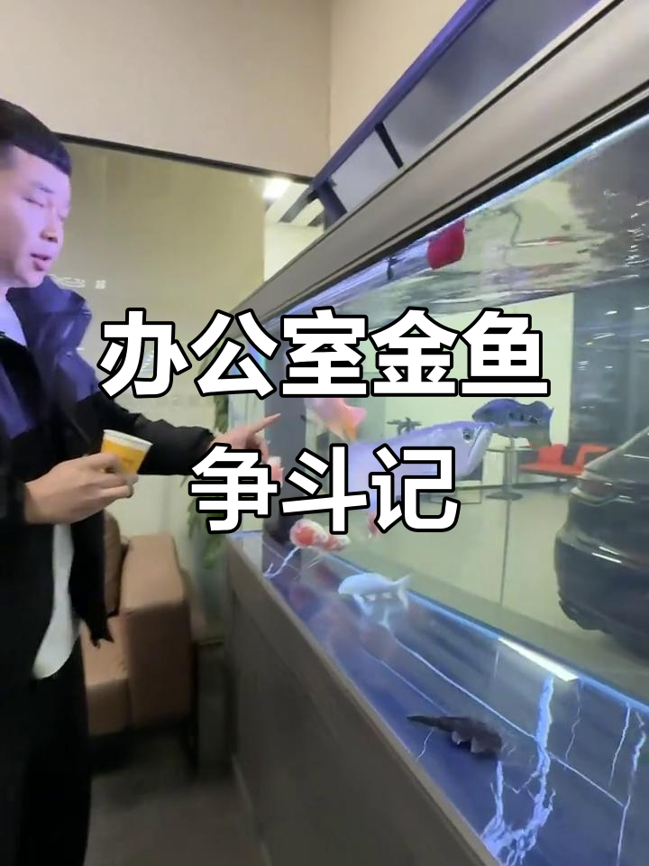 金刚财神鱼眼睛受伤,金龙强势反击!办公室养鱼的日常