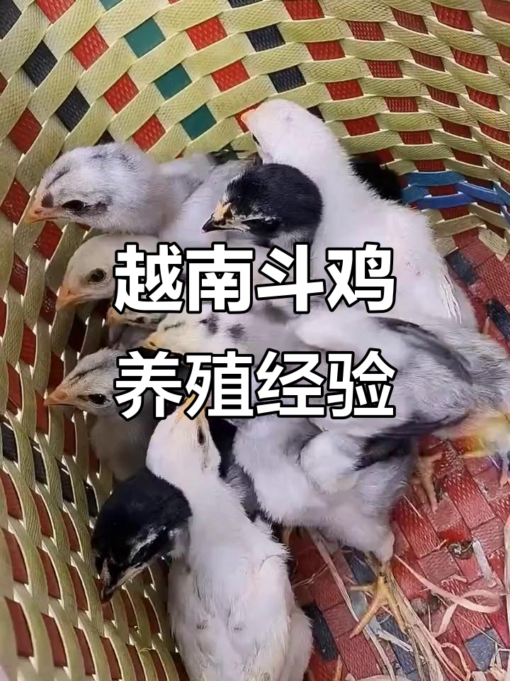 越南斗鸡养殖秘籍:三十年老农传授的土方技巧