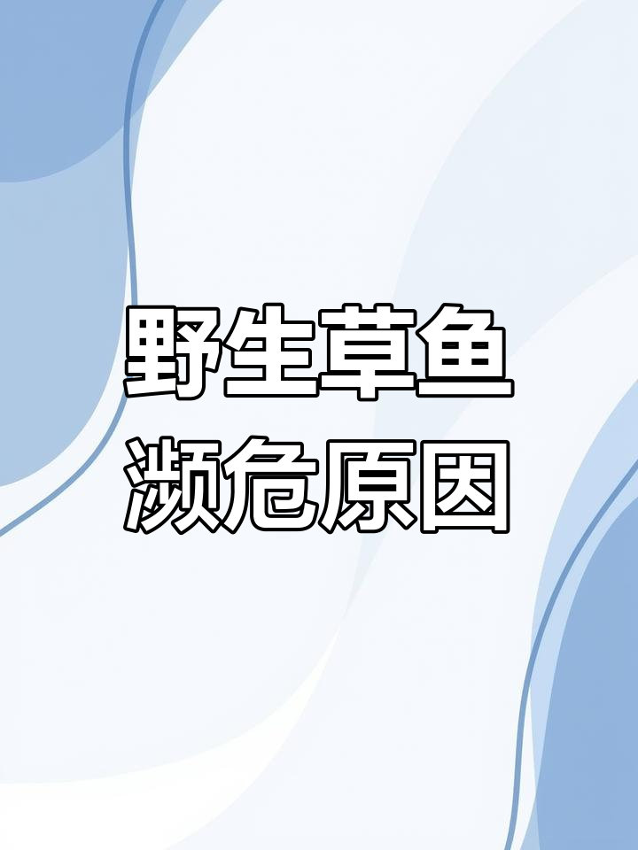 草鱼为何在野外几乎绝迹?