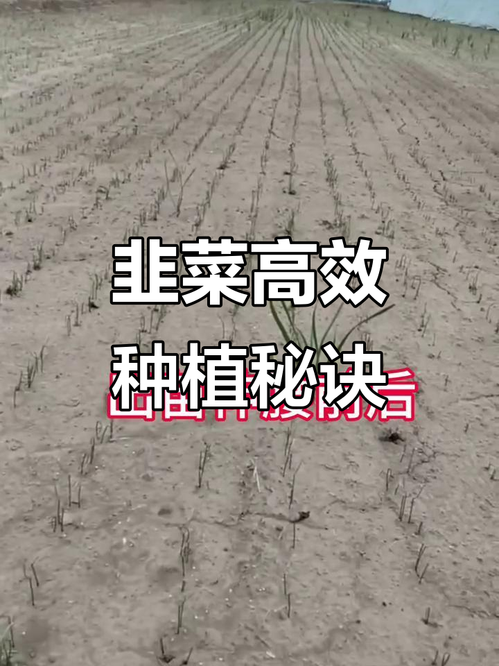 韭菜种植全攻略:从保苗到壮根,关键管理技巧大揭秘