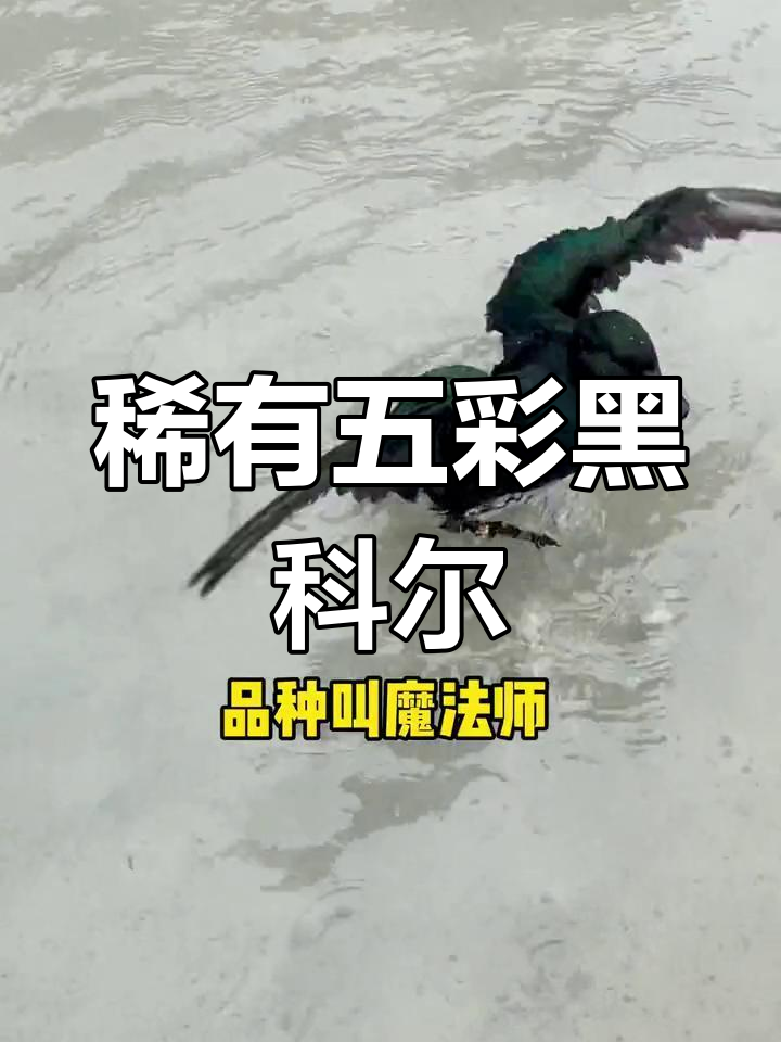 五彩黑羽的科尔鸭