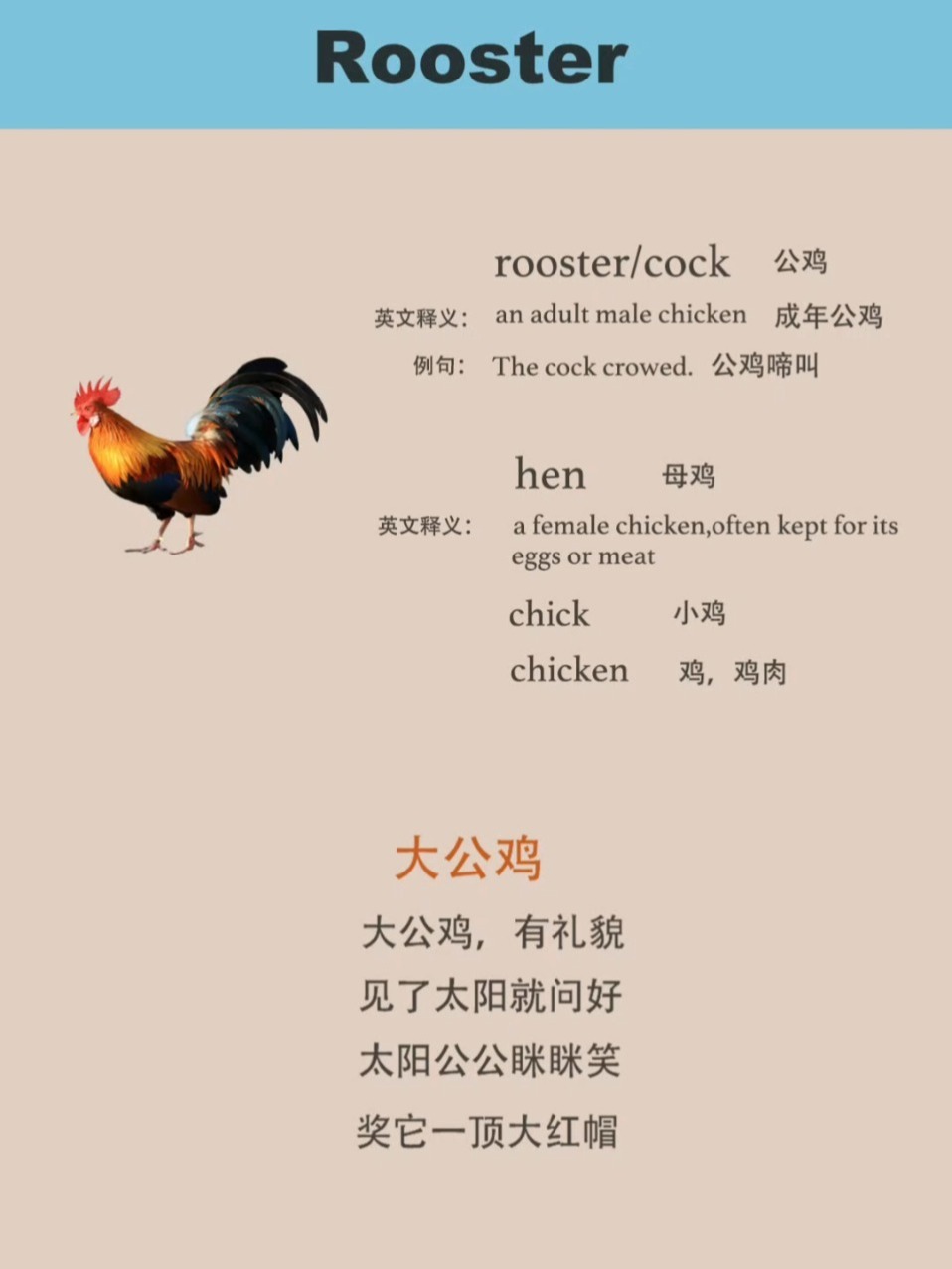 chick,chicken,hen,cock傻傻分不清楚