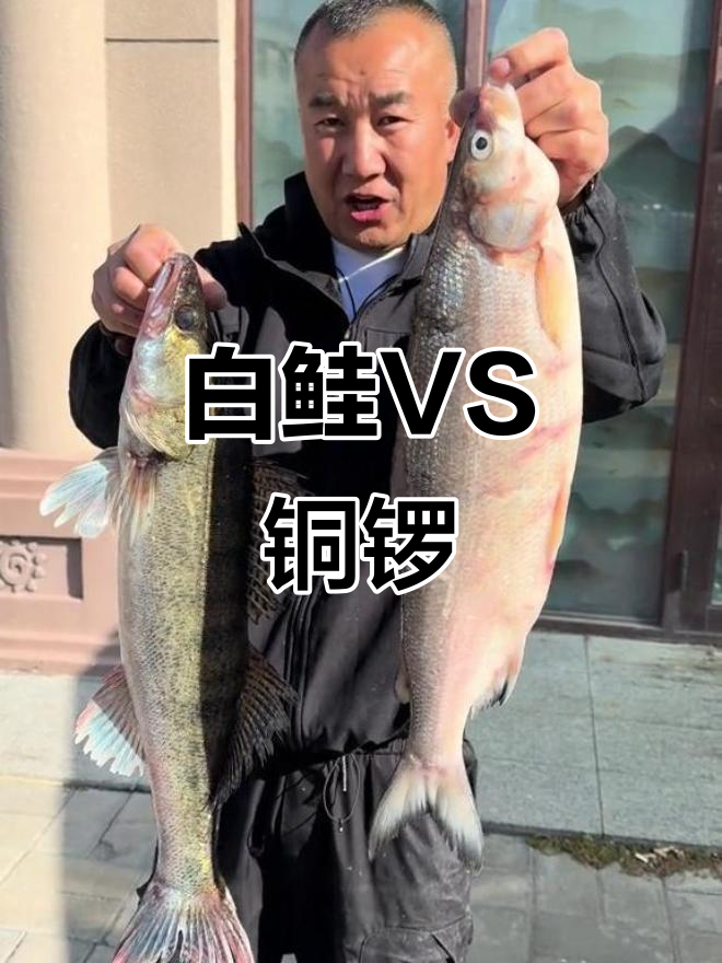 抚远白鲑与铜锣鱼,口感PK,谁更胜一筹?