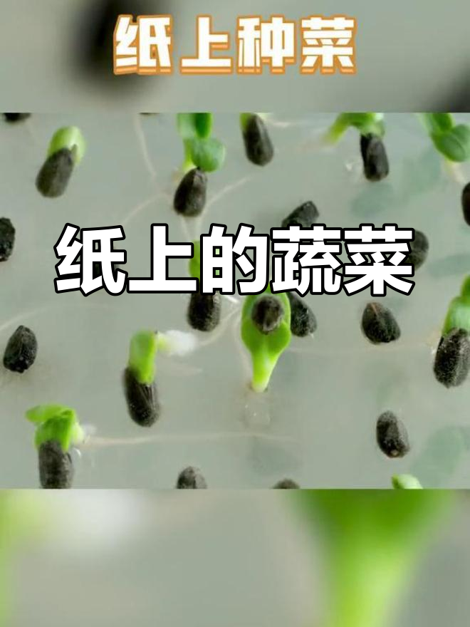 纸上也能种菜?芽苗菜的神奇生长过程