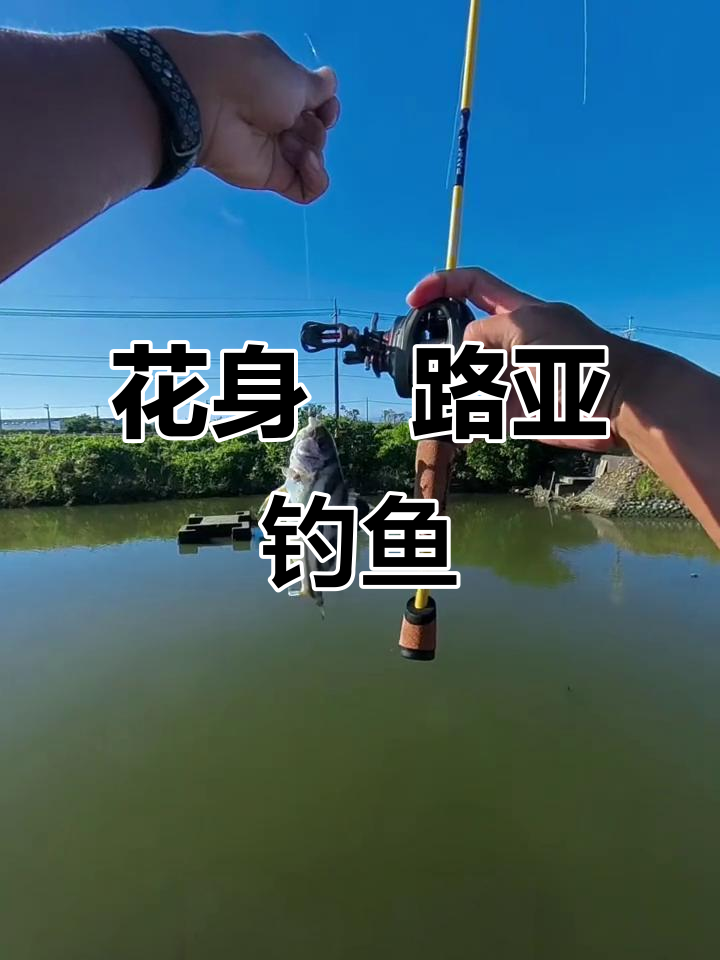 路亚钓花身鯻,钩子断掉挑战五次成功
