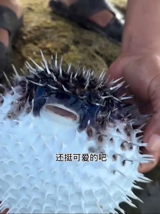 海里的皮球 泰国大叔泰国生活内容启发搜索河豚鱼