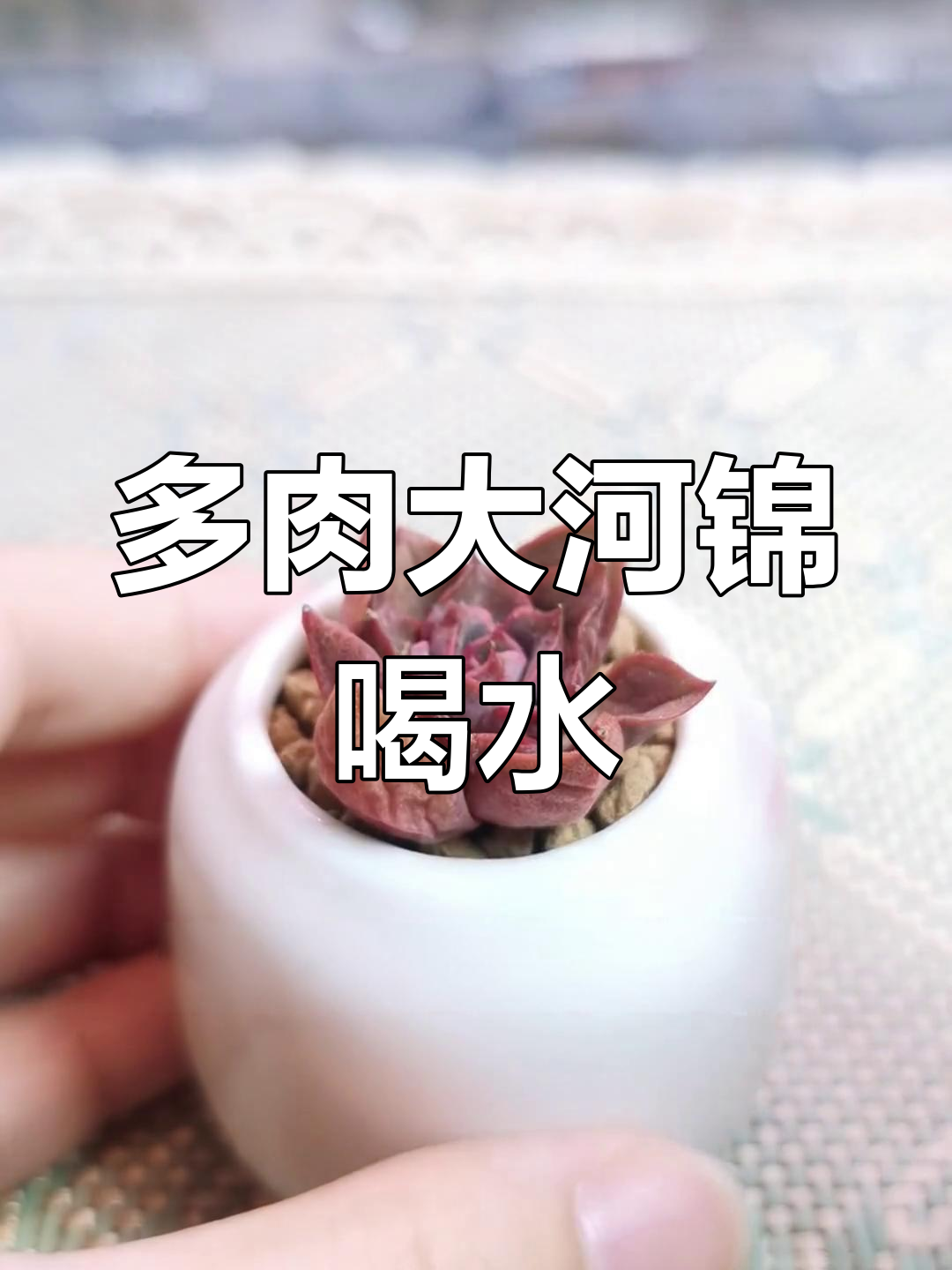 大和锦多肉喝水,叶片油亮恢复