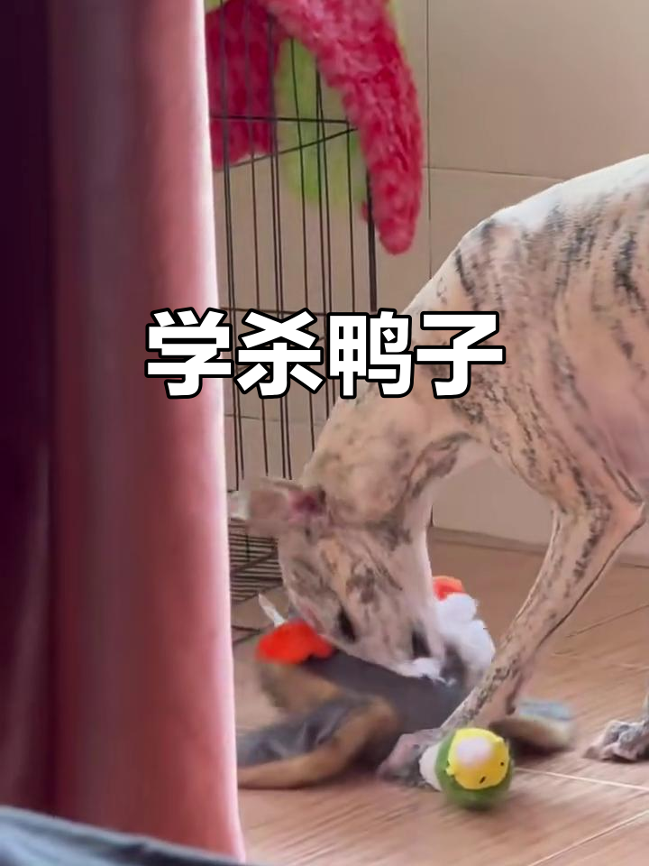 杀鸭子的简单步骤，轻松学会