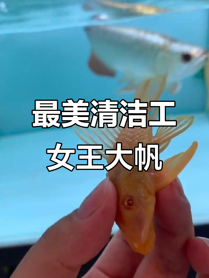 鱼缸里的美丽清洁工,女王大帆不吸鱼还能干活