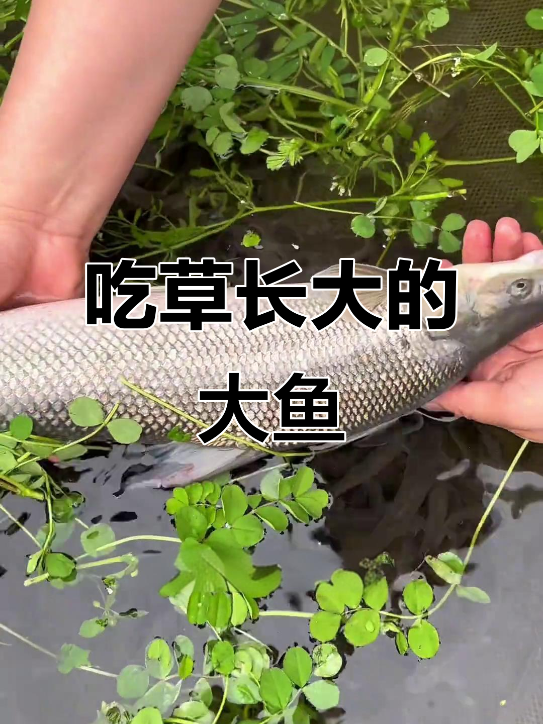 淡水银鳕鱼:吃草能长一米,30斤不是梦