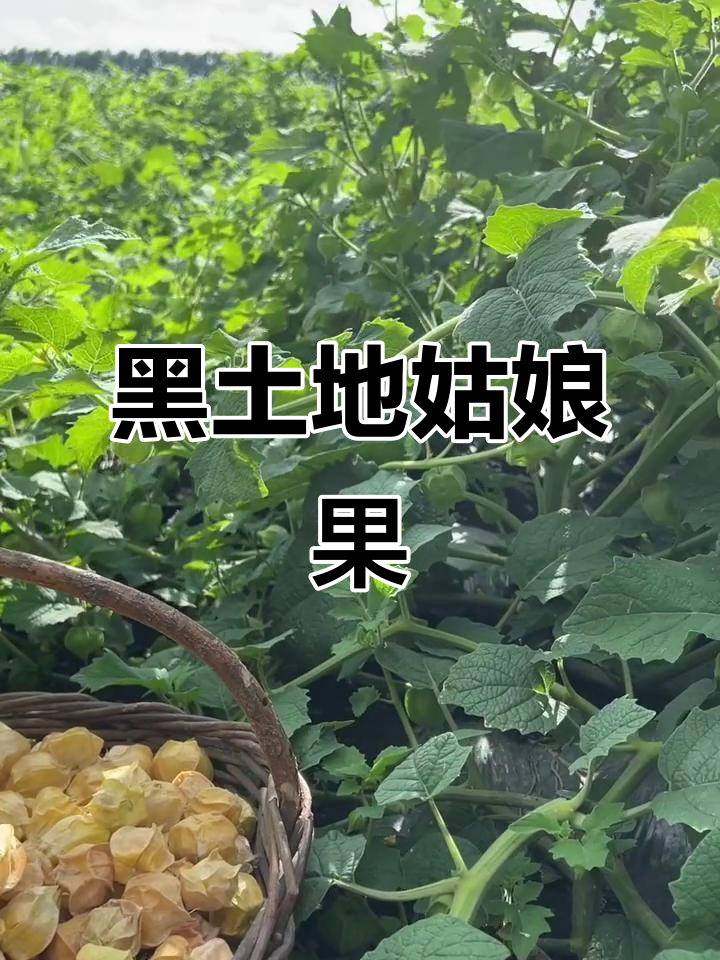 来自大自然的馈赠,黑土地宝藏水果姑娘果新鲜采摘