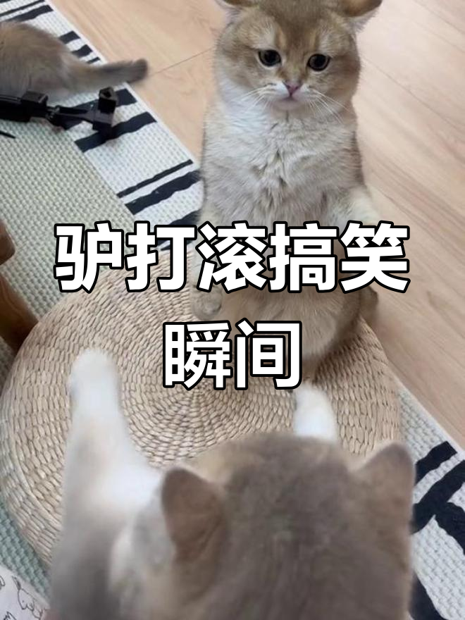 驴打滚的动态萌态,笑翻全场