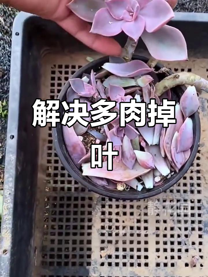 多肉掉叶怎么办?根系问题轻松解决