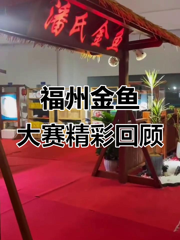 福州金鱼大赛精彩瞬间，兰寿太子鱼亮相高端赛事
