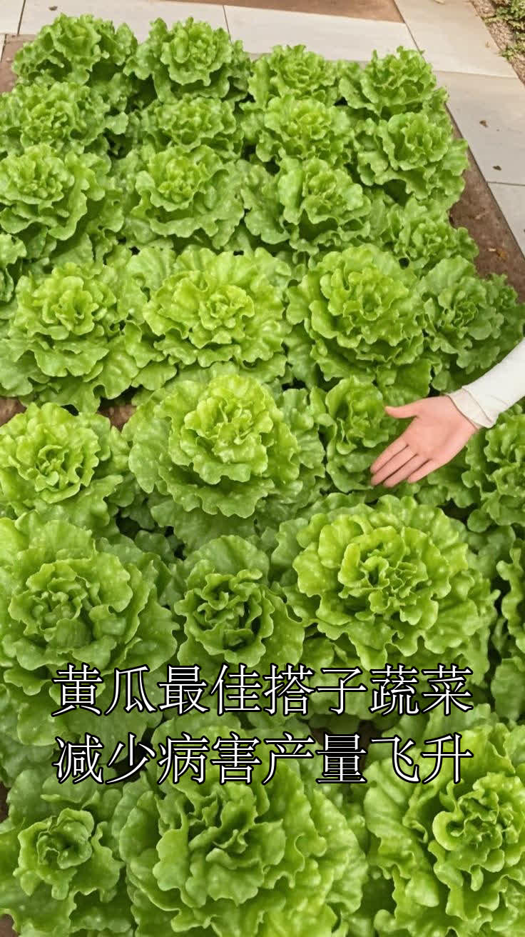 黄瓜最佳搭子蔬菜减少病害产量飞升