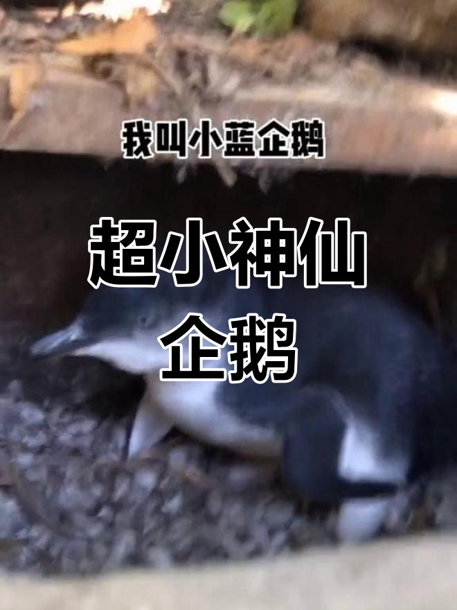 世界上最萌的企鹅,竟然叫神仙企鹅!