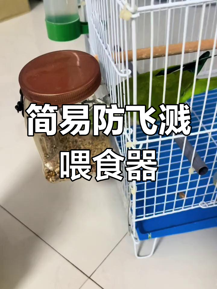 制作防飞溅鹦鹉喂食器,轻松清理食物残渣