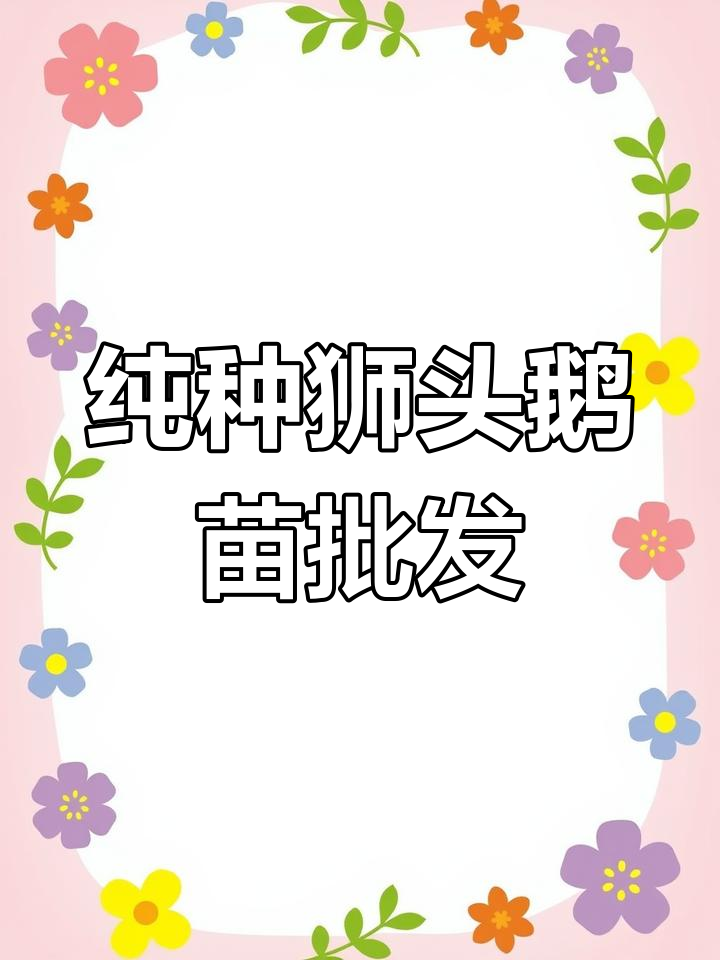 狮头鹅苗批发价格揭秘,普通鹅冒充狮头鹅卖