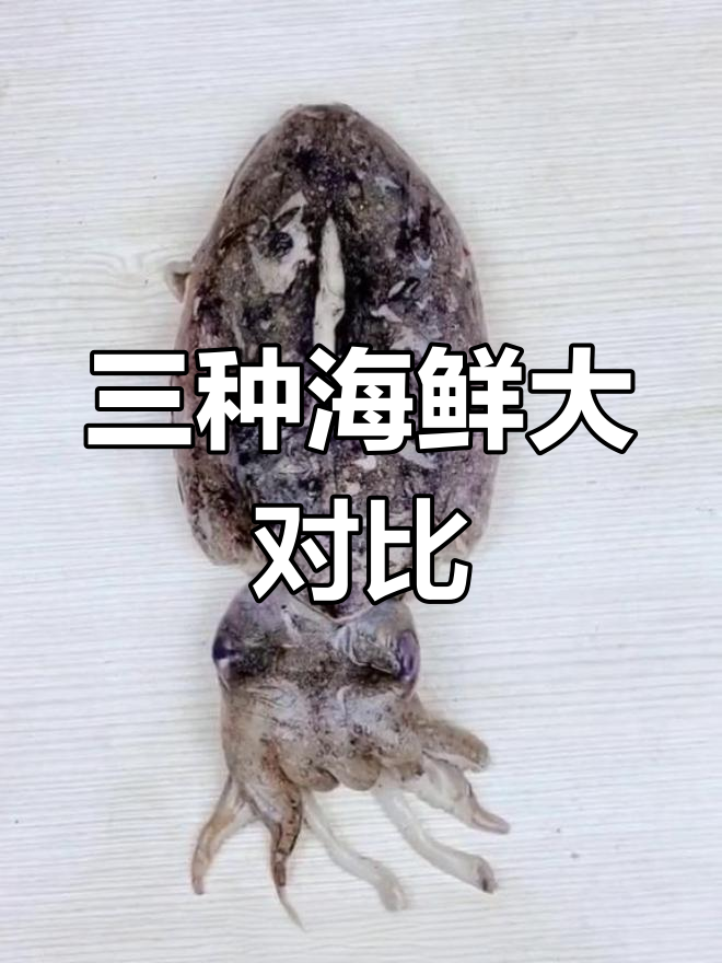 鱿鱼、墨鱼与八爪鱼的辨别技巧