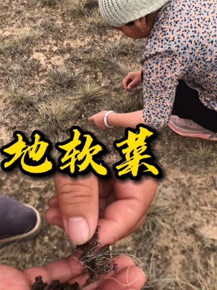 地软菜的简单做法大自然的馈赠
