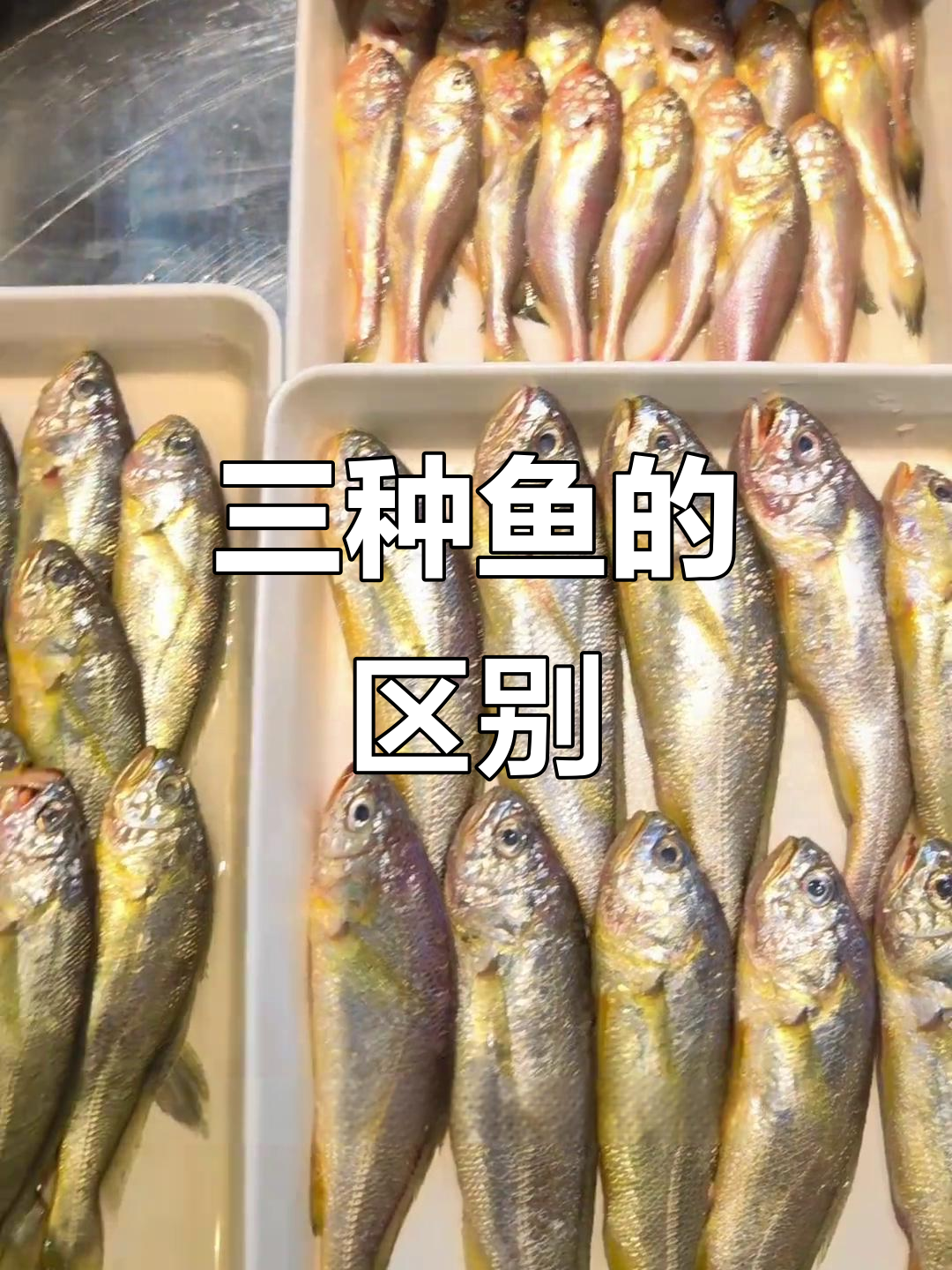 小黄鱼、春雨和梅子鱼的差别,你能分辨吗?