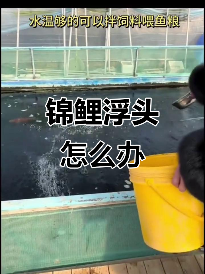 锦鲤浮头原因大揭秘,如何应对寄生虫和中毒问题