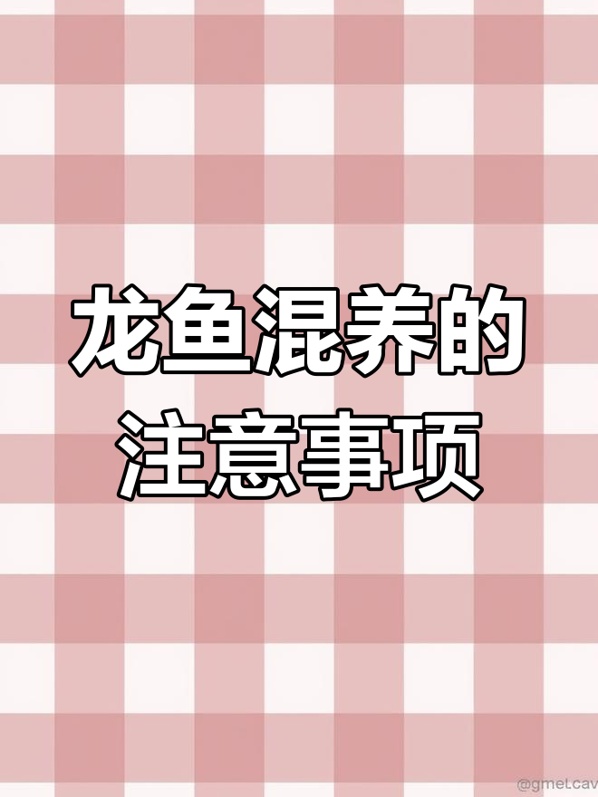 龙鱼混养技巧大揭秘,如何挑选适合的配鱼