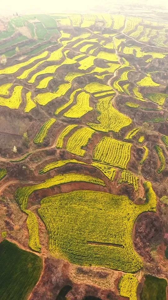 去有风的地方,感受一场春天的油菜花吧!推荐郑州附近最美的油菜花梯田——新密乱石坡油菜花已盛