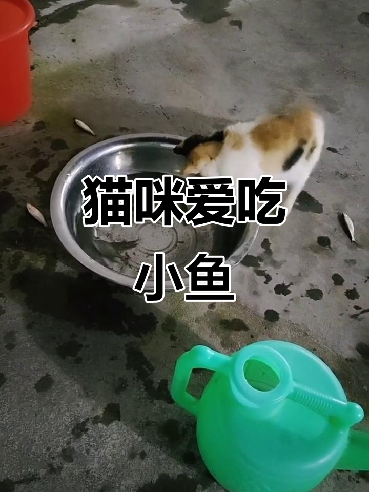 小猫吃鱼太可爱,不停撒娇求喂食