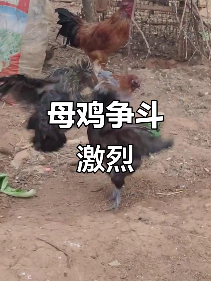 母鸡打架激烈,抓回来后竟然跟带儿的两只干上了