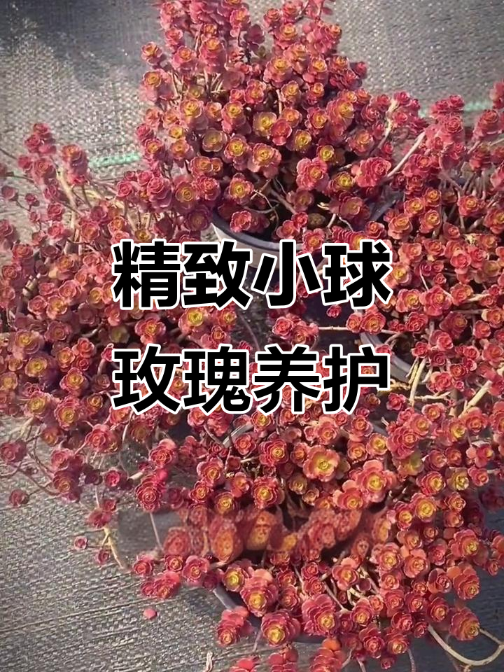 小球玫瑰:耐寒多肉植物,紫红色叶片美丽迷人