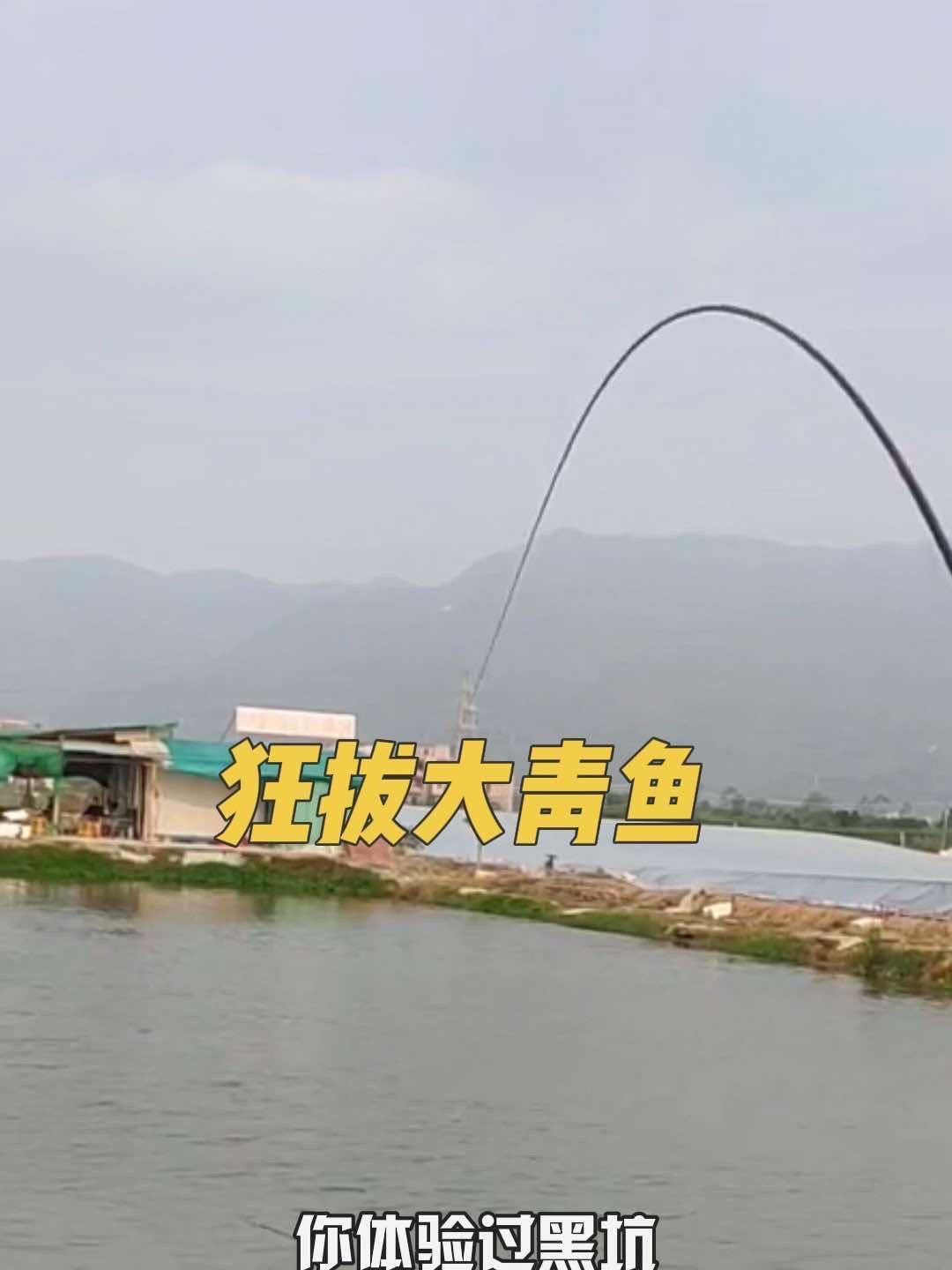 这鱼哪个钓友看了不羡慕 野河野钓 钓鱼人就是这么疯狂 你体验过狂拔大青鱼的快乐吗