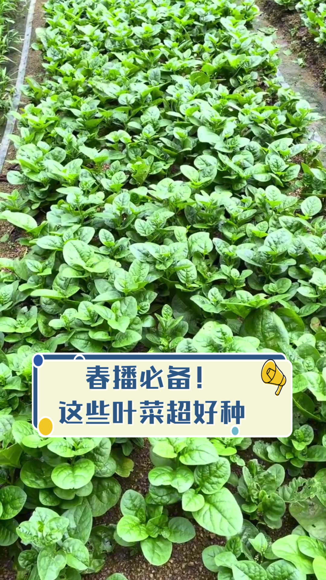 春播必备！这些叶菜超好种