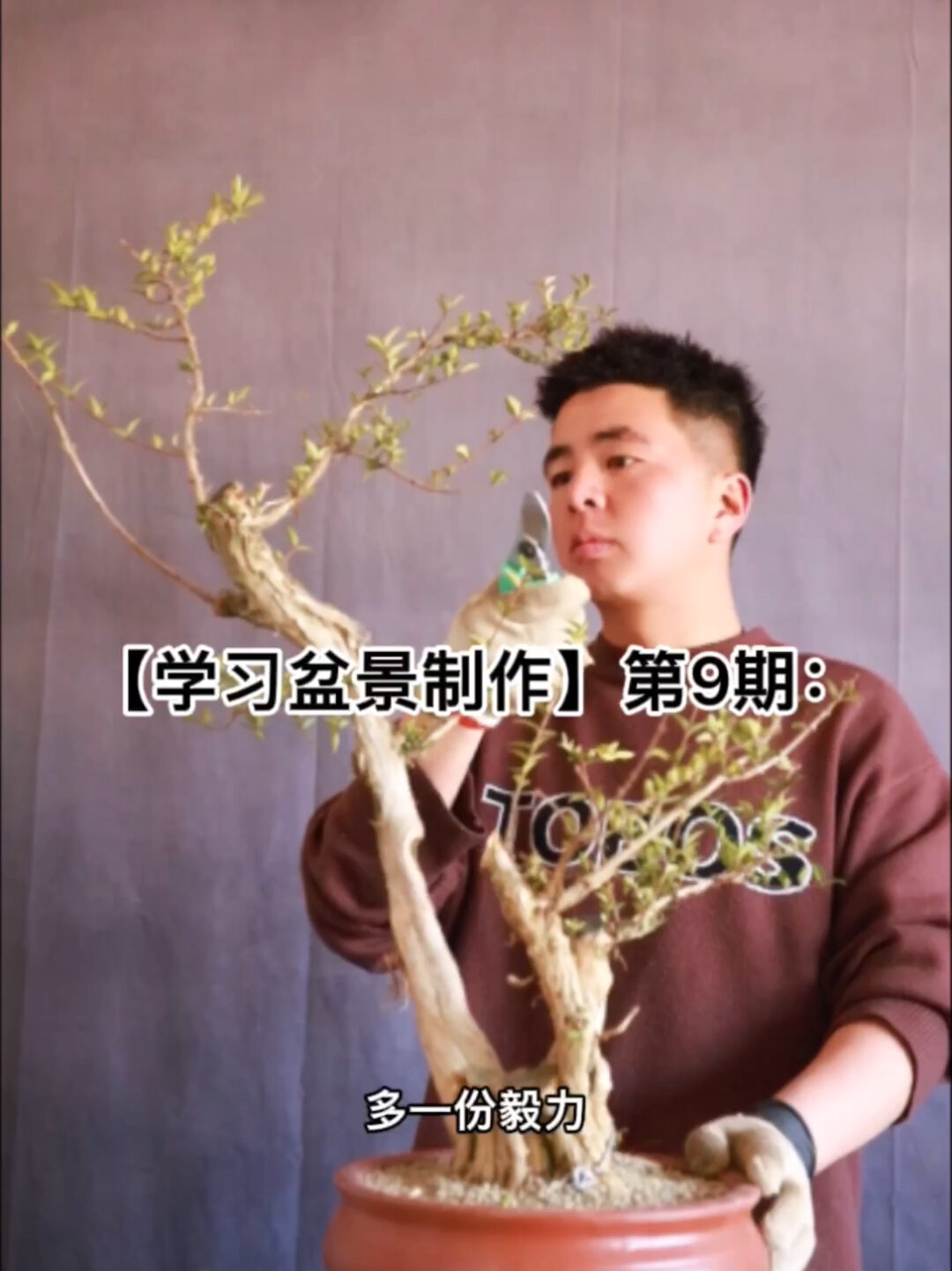 学习盆景制作第9期蕊帽忍冬盆景 蓝宝石盆景 盆景盆栽 盆景修