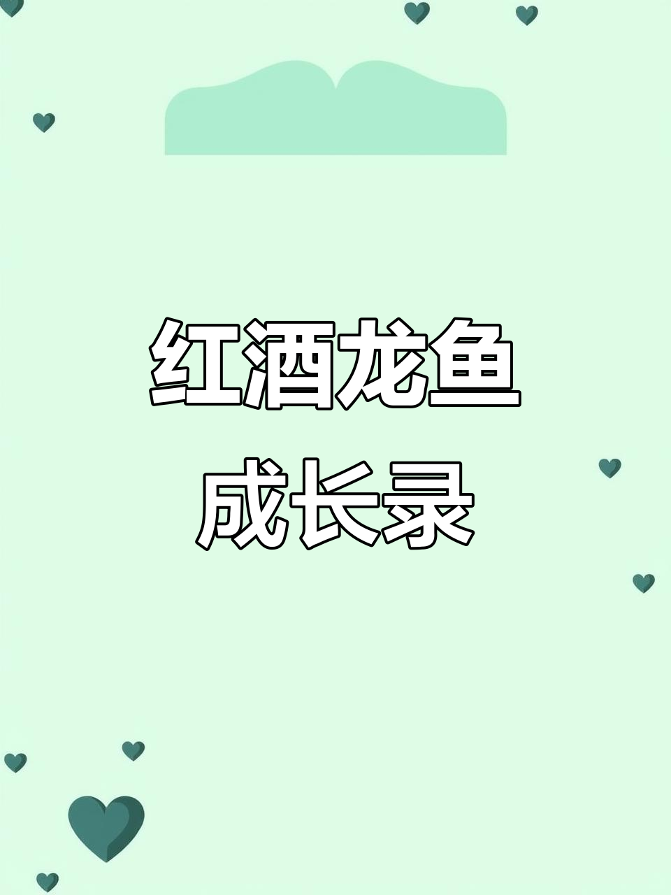 8个月酒红雷龙鱼成长记,从蛋到成鱼的蜕变