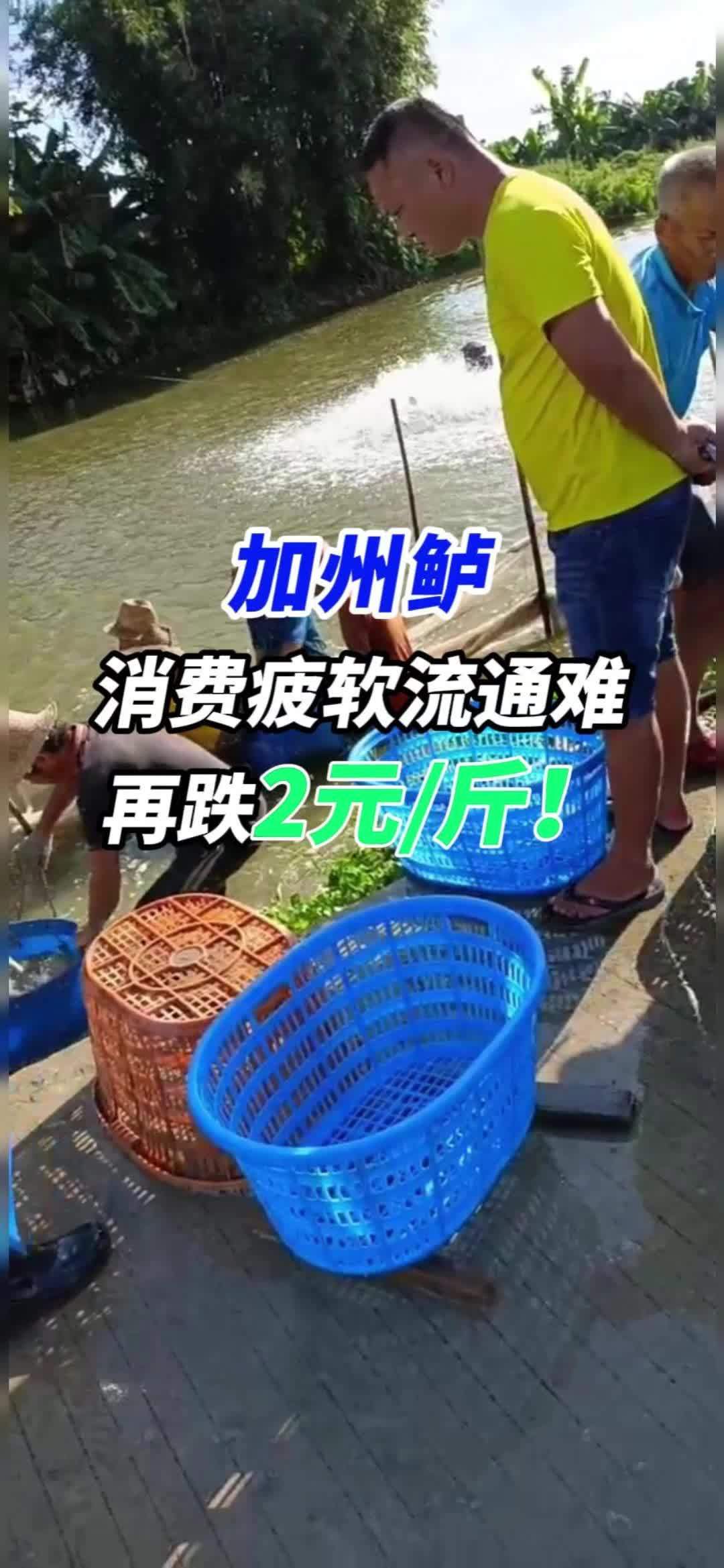 加州鲈再跌2元!大量新鱼陆续上市,价格进一步下调……水产养殖 加州鲈鱼养殖 加州鲈价格