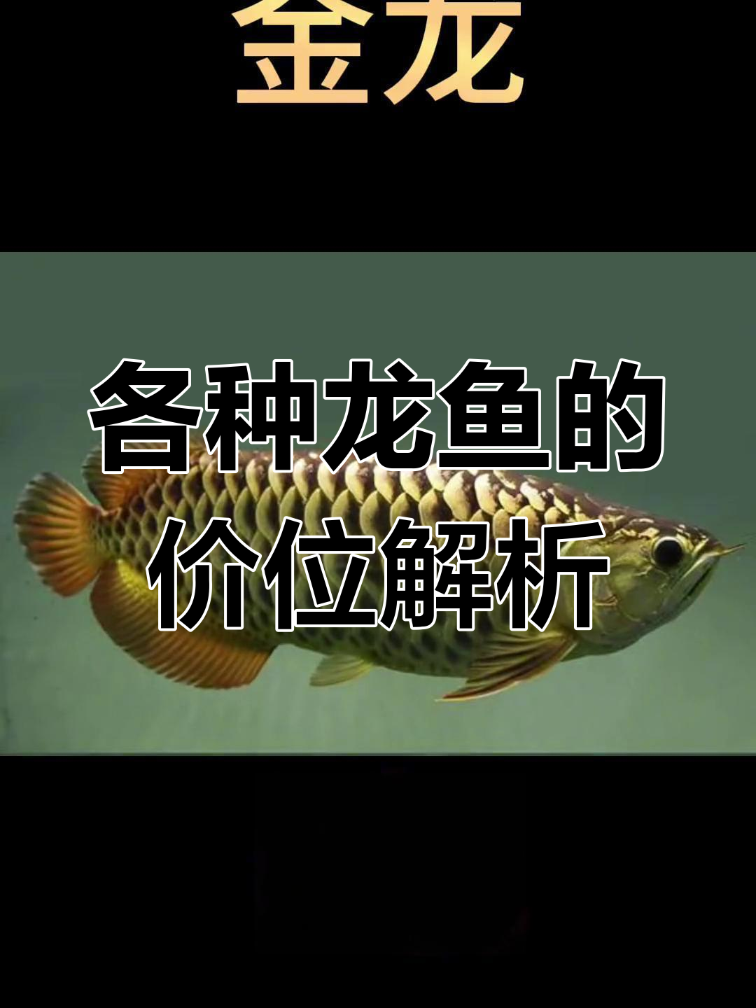 龙鱼品种大揭秘:从银龙到印尼红龙的真相