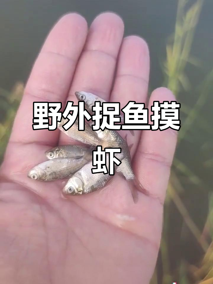 户外捕鱼大作战,小鱼小虾成群结队!