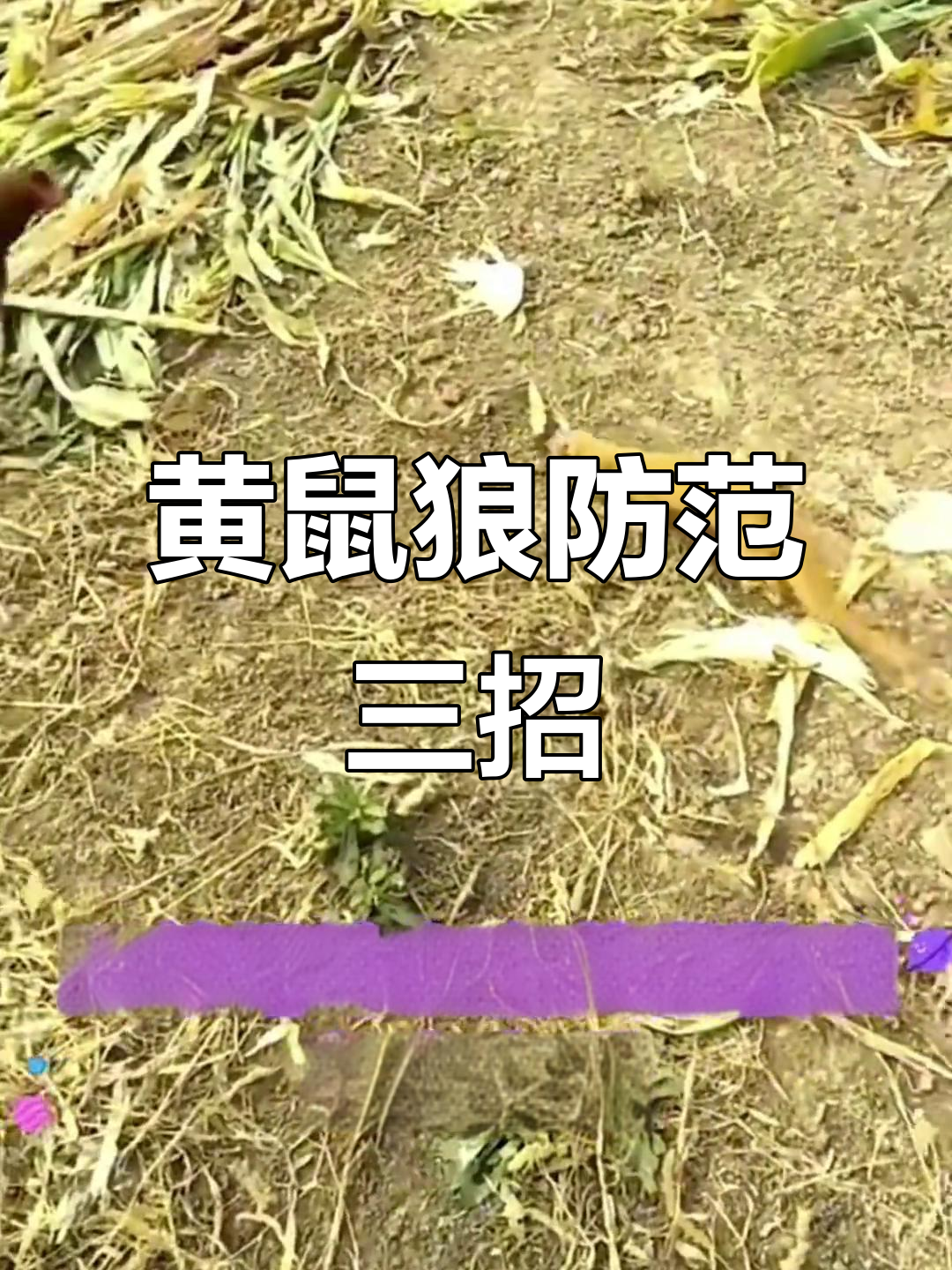 如何防止黄鼠狼偷鸡?三种简单有效的散养场防护技巧