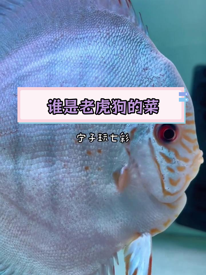 七彩神仙鱼之老虎狗,谁的最爱?