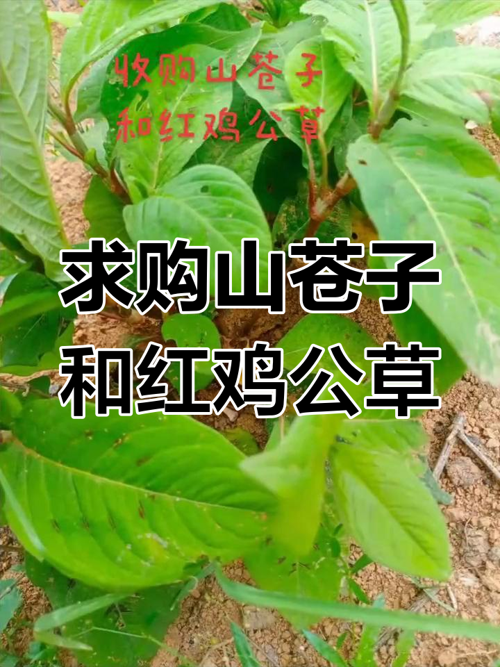 收购山苍子与红鸡公草,现货联系