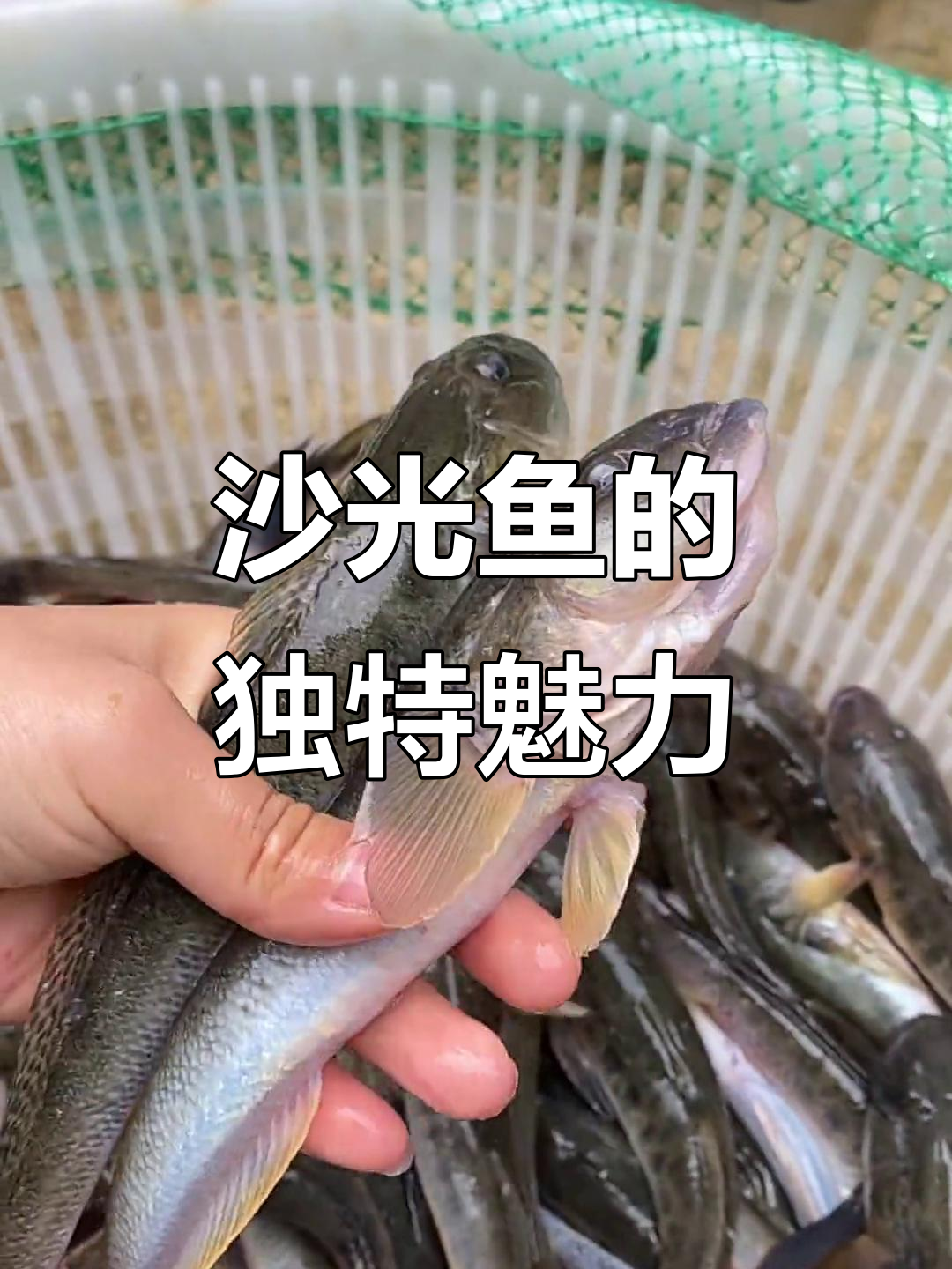 10月沙光鱼,连云港美味之选,汤鲜肉嫩做法多
