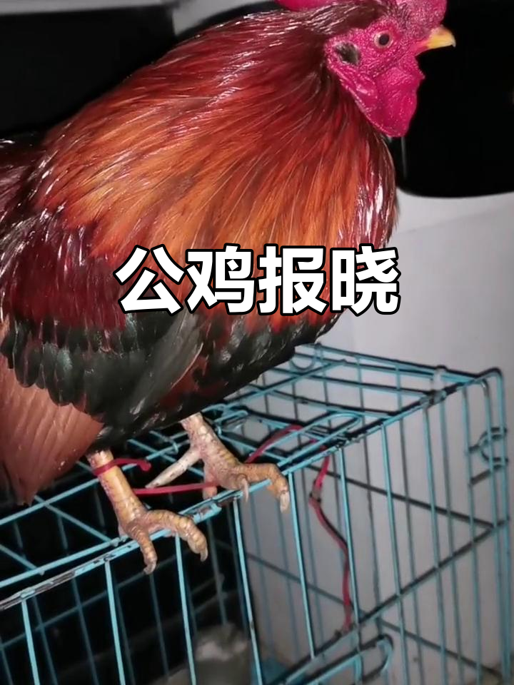 大公鸡准时报晓，唤醒晨光中的忙碌生活