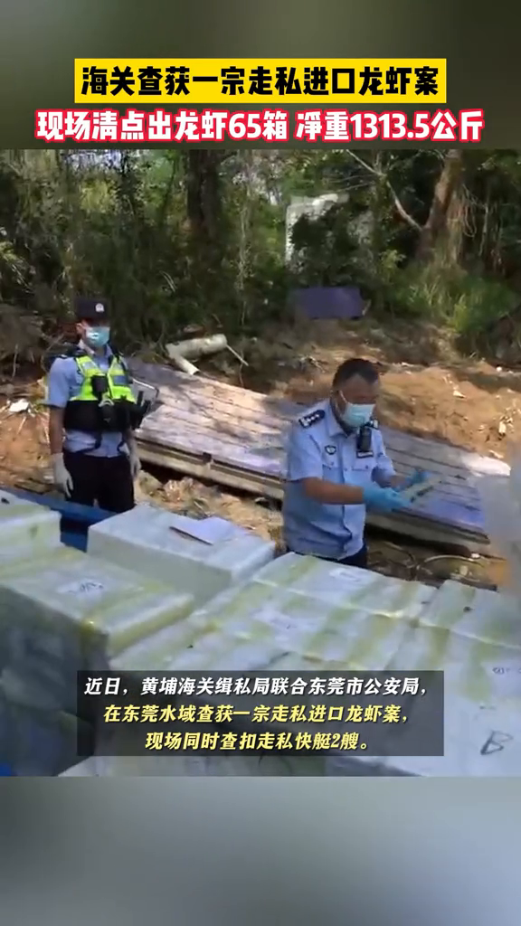 海关联合公安查获一宗走私进口龙虾案,现场清点出龙虾65箱
