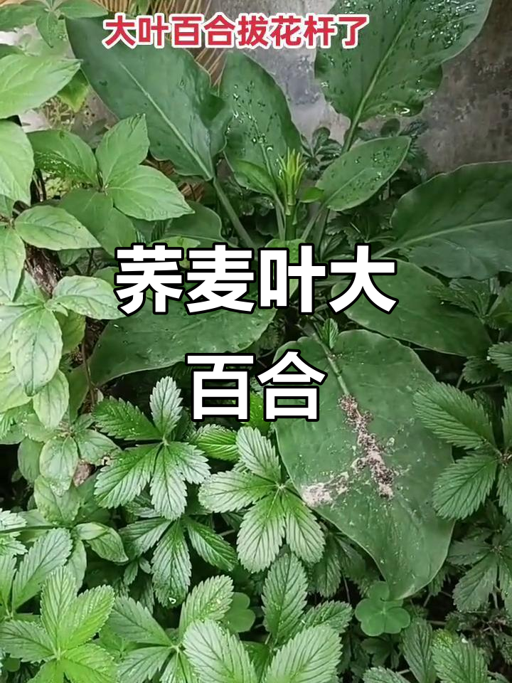 荞麦叶大百合:一种独特的野生植物